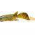 Savage Gear 3D Hybrid Pike BESTEN KUNSTKODER Angelshop