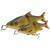 Savage Gear 3D Line Thru Glide Roach BESTEN KUNSTKODER Angelshop