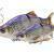 Savage Gear 3D Line Thru Roach BESTEN KUNSTKODER Angelshop