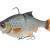Savage Gear 3D Roach RTF Swim BESTEN KUNSTKODER Angelshop