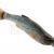 Savage Gear Craft Dying Minnow BESTEN KUNSTKODER Angelshop