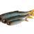 Savage Gear Craft Dying Minnow BESTEN KUNSTKODER Angelshop