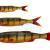 Savage Gear Gummifische Craft Dying Minnow BESTEN KUNSTKODER Angelshop