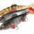 FOX Rage Gummifische Giant Replicant BESTEN KUNSTKODER Angelshop