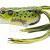 LiveTarget Hollow Body Frog Popper BESTEN KUNSTKODER Angelshop