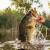 Savage Gear Hop Walker Frog BESTEN KUNSTKODER Angelshop