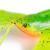 FOX Rage Mega Craw BESTEN KUNSTKODER Angelshop