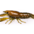 LiveTarget Crawfish BESTEN KUNSTKODER Angelshop