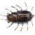 FishUp Maybug BESTEN KUNSTKODER Angelshop