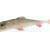 Qubi Lures Sliz 10cm BESTEN KUNSTKODER Angelshop