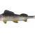 Balzer Gummifische Shirasu Clone Shads Zander BESTEN KUNSTKODER Angelshop