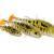 Westin Gummifische Stanley the Stickleback Shadtail BESTEN KUNSTKODER Angelshop