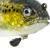 Westin Tommy the Trout Multi Jointed R2F BESTEN KUNSTKODER Angelshop