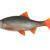 FOX Rage Ultra Realistic Natural Roach BESTEN KUNSTKODER Angelshop