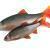 FOX Rage Ultra Realistic Natural Roach BESTEN KUNSTKODER Angelshop