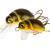 Wob-Art Köder Pływak żółtobrzeżek (Great diving beetle) BESTEN KUNSTKODER Angelshop