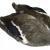 Veniard Mallard Duck - whole wings BESTEN KUNSTKODER Angelshop