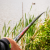 Preston Dura Carp 800 8m Pole BESTEN KUNSTKODER Angelshop