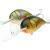 Dorado Wels Wobbler Alaska 6cm und 8cm BESTEN KUNSTKODER Angelshop