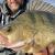 Daiwa Woblery Steez Shad 60SP-SR BESTEN KUNSTKODER Angelshop